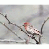 House Finch 00135 Photo Small Wildlife title=