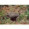 California Quail 00137 Photo Small Wildlife