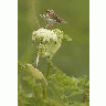 Chowiet Island Savannah Sparrow 00138 Photo Small Wildlife