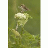 Chowiet Island Savannah Sparrow 00138 Photo Small Wildlife title=