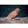 Rock Dove Pigeon 00143 Photo Small Wildlife