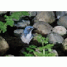 Scrub Jay Western 00144 Photo Small Wildlife title=