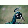 Peacock 00145 Photo Small Wildlife