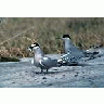 Aleutian Terns Adak 00146 Photo Small Wildlife title=