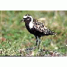 American Golden Plover Male 1998 00148 Photo Small Wildlife title=