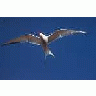 Arctic Tern 00150 Photo Small Wildlife
