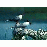 Arctic Tern Pair 1989 00151 Photo Small Wildlife