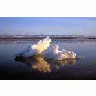 1002 Area Beaufort Sea Ice 1002 Area And Brooks Range 00157 Photo Small Wildlife