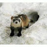 Adult Black Footed Ferret Male In Outdoor Pen At The National Black Footed Ferret Conservation Center 00189 Photo Small Wildlife