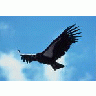 Adult Condor In Flight 00190 Photo Small Wildlife title=