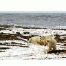 1002 Area Polar Bear Sow And Two Cubs On The Beaufort Sea Coast 00213 Photo Small Wildlife title=
