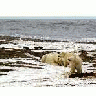 1002 Area Polar Bear Sow And Two Cubs On The Beaufort Sea Coast 00213 Photo Small Wildlife