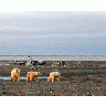 1002 Area Three Polar Bears On The Beaufort Sea Coast 00214 Photo Small Wildlife title=