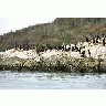 Cormorants On Sea Rock 00215 Photo Small Wildlife