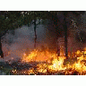 Wildfire On Wassaw Island NWR 00219 Photo Small Wildlife