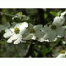 Dogwood Blooms 00261 Photo Small Wildlife