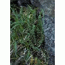 Aleutian Shield Fern 00295 Photo Small Wildlife title=