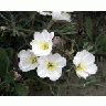 Antioch Dunes Evening Primrose 00297 Photo Small Wildlife