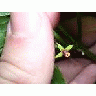 Croomia Pauciflora Flower 00304 Photo Small Wildlife