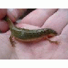 Striped Newt Georgia 00306 Photo Small Wildlife title=