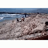 Dredge Spoil Discharge 00316 Photo Small Wildlife title=