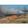 Field Burning At Occoquan Bay National Wildlife Refuge 00334 Photo Small Wildlife title=