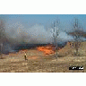 Field Burning At Occoquan Bay National Wildlife Refuge 00334 Photo Small Wildlife