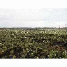 Cottongrass 1 Yr Postfire 00337 Photo Small Wildlife title=