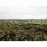 Cottongrass 1year Post Fire 00338 Photo Small Wildlife