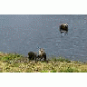 Brown Bears At Frazer Fish Pass 00345 Photo Small Wildlife title=