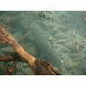Adult Chinook Salmon In Elwha 00352 Photo Small Wildlife title=