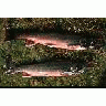 Arctic Char 00355 Photo Small Wildlife title=