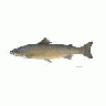 Atlantic Salmon 00360 Photo Small Wildlife
