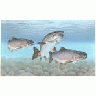 Atlantic Salmon 00361 Photo Small Wildlife title=