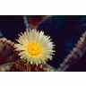 Bishops Cap Cactus 00372 Photo Small Wildlife title=