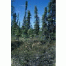 Black Spruce Forest And Ledum 00405 Photo Small Wildlife