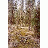 Boreal Forest Floor 00407 Photo Small Wildlife title=