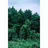 Kudzu Overgrown Forest 00409 Photo Small Wildlife title=