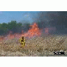 Grassland Burning At Bombay Hook National Wildlife Refuge 00439 Photo Small Wildlife