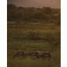 Pronghorned Antelope At Buenos Aires NWR 00440 Photo Small Wildlife