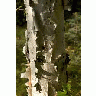 Birch Tree Showing Bark 00452 Photo Small Wildlife