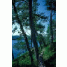 Cottonwoods And Shoreline On Kodiak 00453 Photo Small Wildlife title=