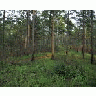 Piedmont National Wildlife Refuge Georgia 00455 Photo Small Wildlife title=