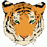 Tiger Graig Ryan Smith   01 Animal