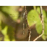 Dragonfly 00492 Photo Small Wildlife