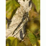 Dragonfly In Kanuti NWR 00493 Photo Small Wildlife title=