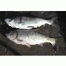 Bighead And Silver Carp 00506 Photo Small Wildlife title=