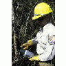 FWS Employee Spraying Melaluka Plant 00510 Photo Small Wildlife title=