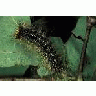 Gypsy Moth Caterpillar 00512 Photo Small Wildlife