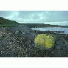 Adak Island Lichen Covered Rock On Beach 00516 Photo Small Wildlife title=